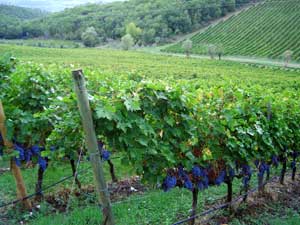 Vineyard and grapes of San Giovese 