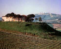 Vineyard and grapes of Vernaccia
